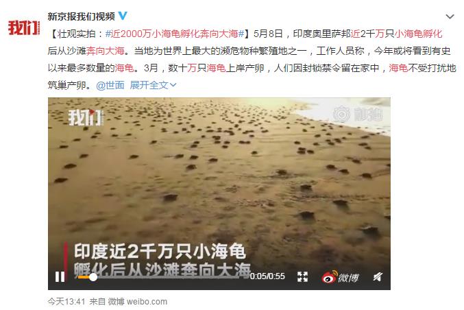 近2000萬小海龜孵化奔向大海 網(wǎng)友：這波龜龜趕上好時(shí)候了